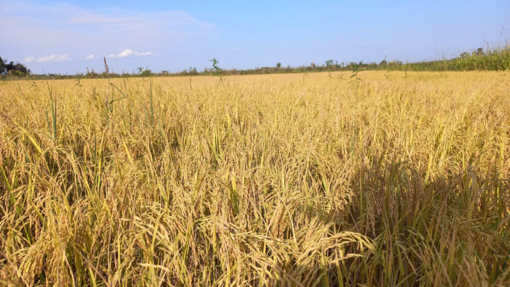 Read more about the article Conheça mais sobre nosso setor agropecuário e nossa produção de alimentos