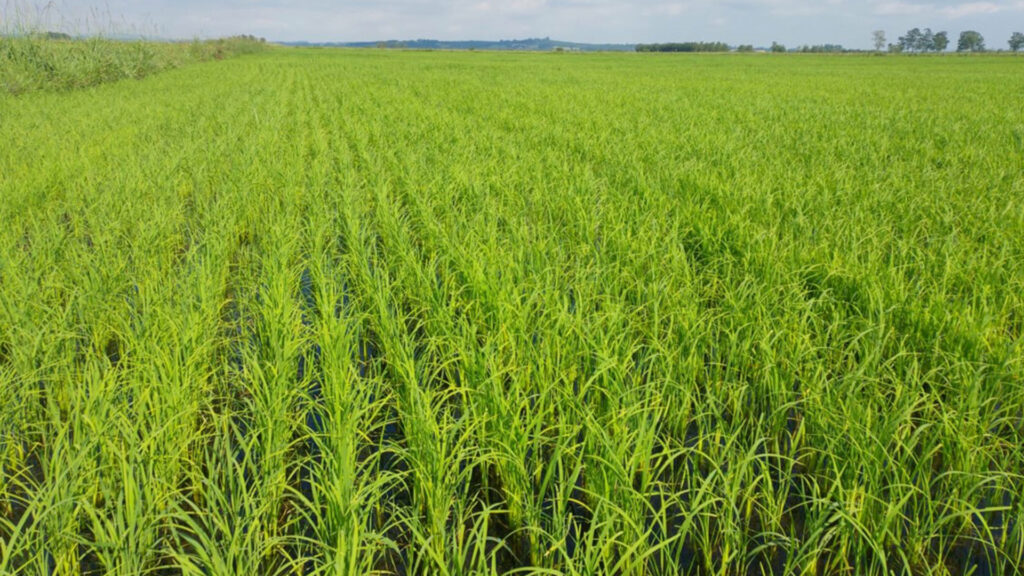 Read more about the article Trazendo sustentabilidade para os campos: o sucesso do projeto de arroz orgânico da Cooperativa Nossa Terra